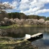 長坂町白井沢みどり湖の桜が満開です♫