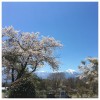 桜と南アルプス見ながら散歩