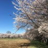 北の杜カントリークラブへ行く途中にある桜並木が満開