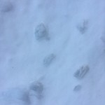 狐の足跡