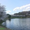 北杜市長坂町 みどり湖の桜2018
