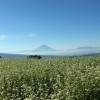 蕎麦畑と富士山