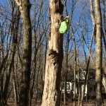 木に吊るされたクロックス