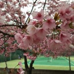 お花見テニス＆バーベキュー＆温泉@八田樹園