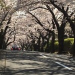 伊豆高原桜並木通りと桜のトンネル通り
