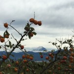 富士山と柿