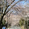 伊豆高原桜並木通りの桜