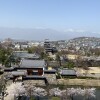 松本城の桜2021年3月31日