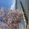 昨日（四月７日）の諏訪湖の桜とヘルニア