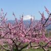 富士に桃の花がよく似合う