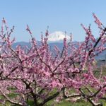 富士に桃の花がよく似合う